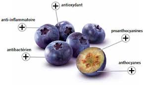 Le bleuet et ses anthocyanes